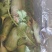 水果萝卜1~1.5斤起