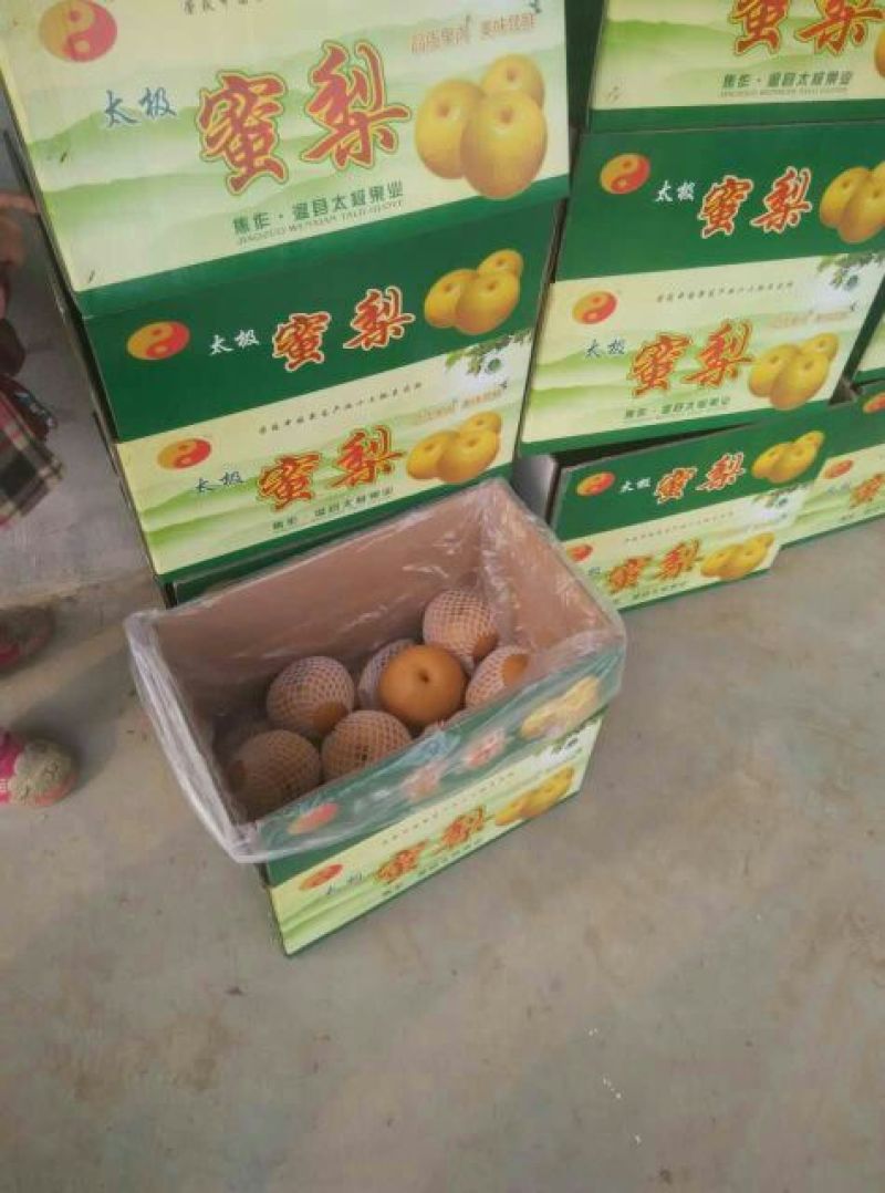 晚秋黄梨500~550g纸箱