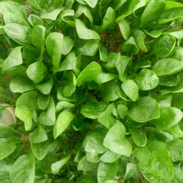 小叶菠菜15~20厘米