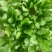 小叶菠菜15~20厘米