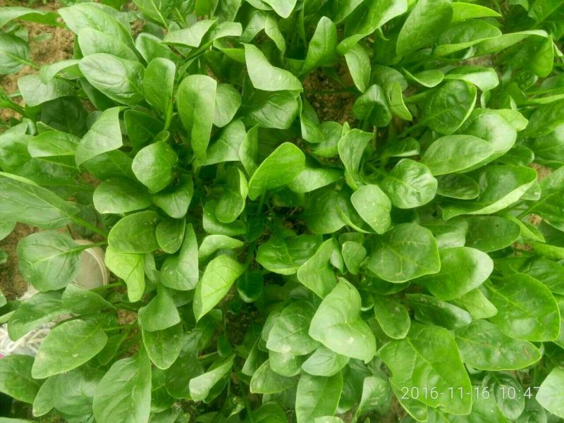 小叶菠菜15~20厘米