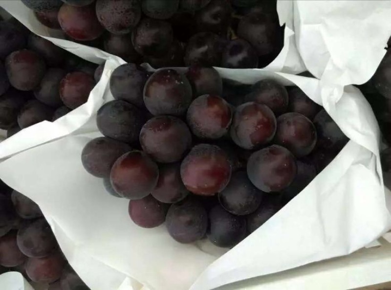 河北衡水饶阳乒乓球葡萄产区直销，一次合作终身朋友，信誉第