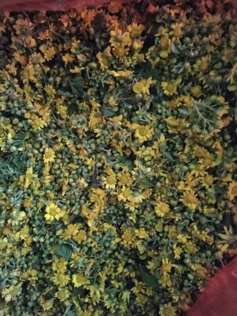 野菊花统货