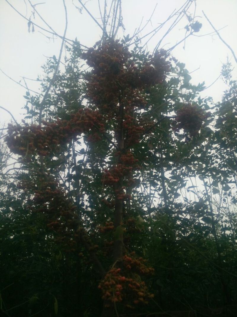 丝绵木10cm以下