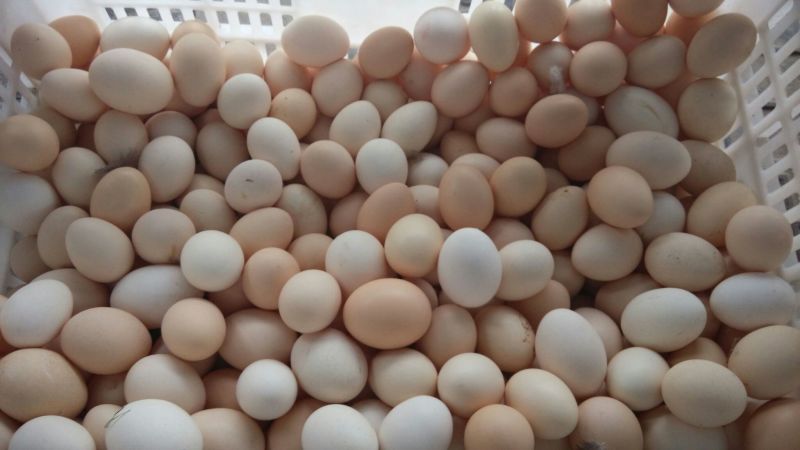 土鸡蛋食用50g以下