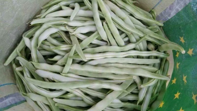 白芸豆，白不老18cm以上，九粒白芸豆大量供应中