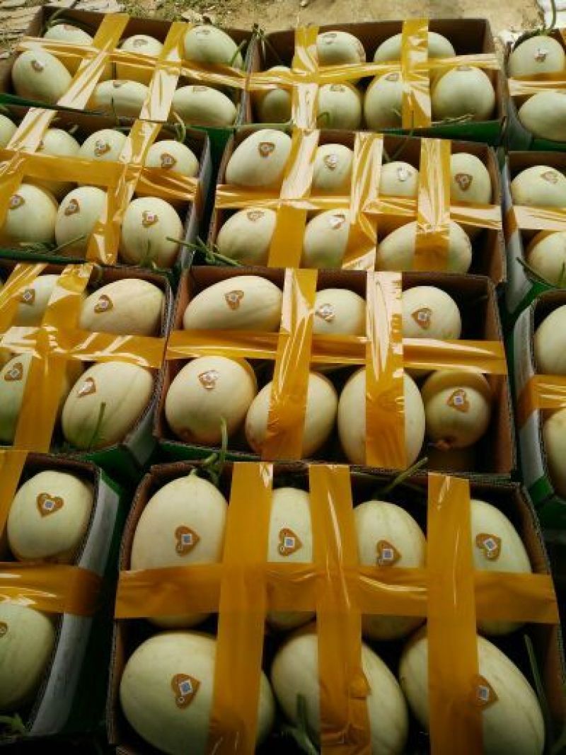 东方密1号哈密瓜2斤以上椭圆形