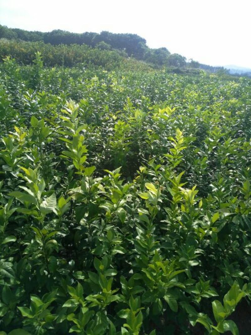柠檬苗30~50cm