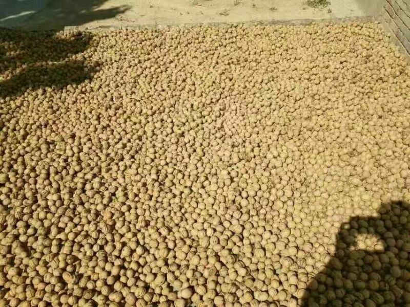 香玲核桃25mm以下去皮干