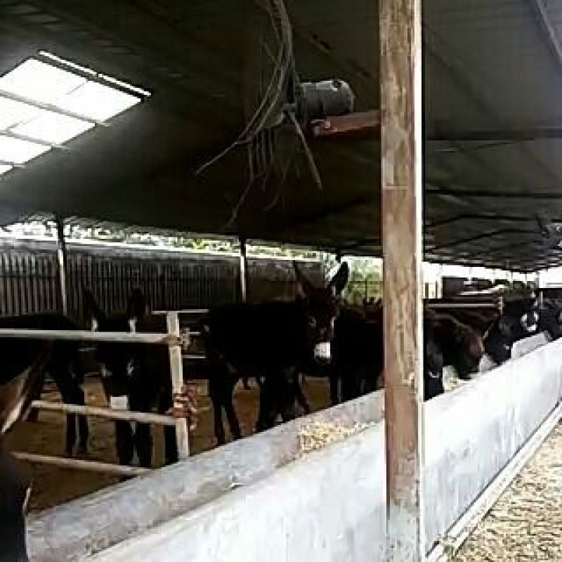 肉驴苗300斤