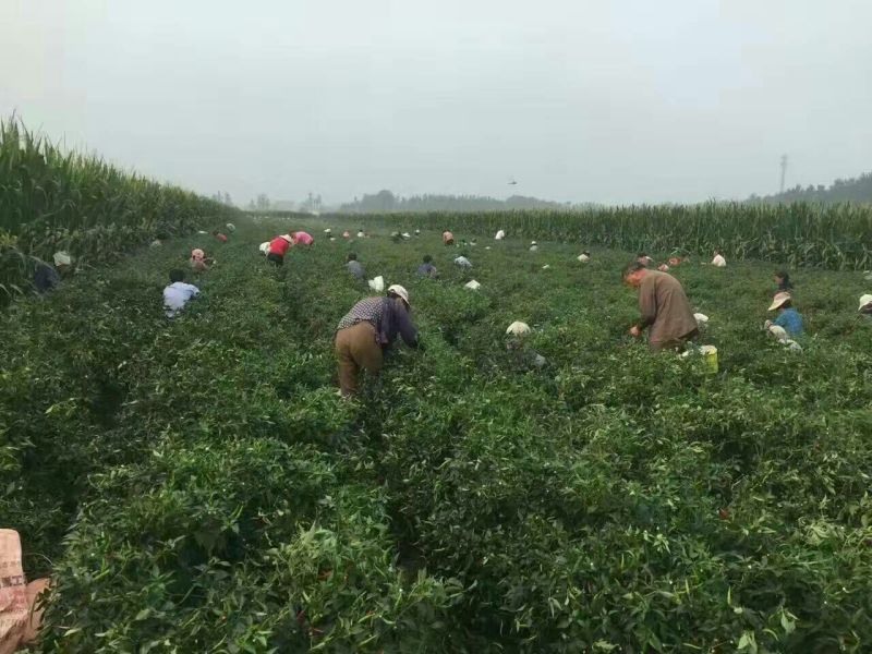 剁椒