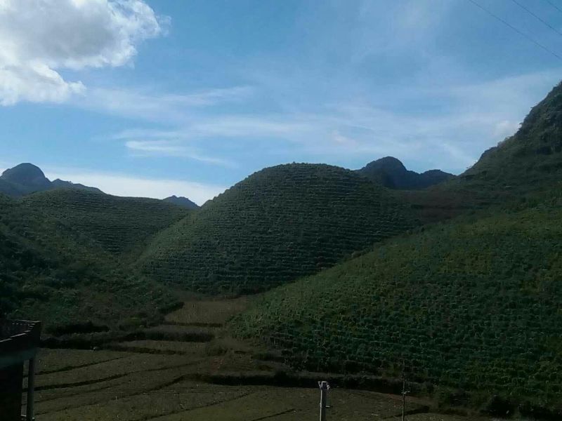 古树茶一级