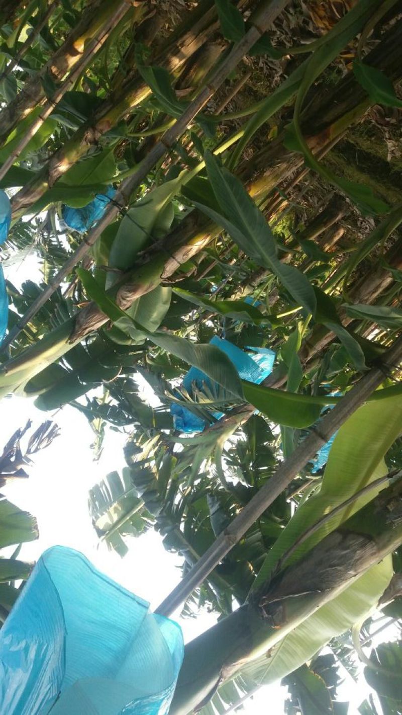 苹果蕉八成熟