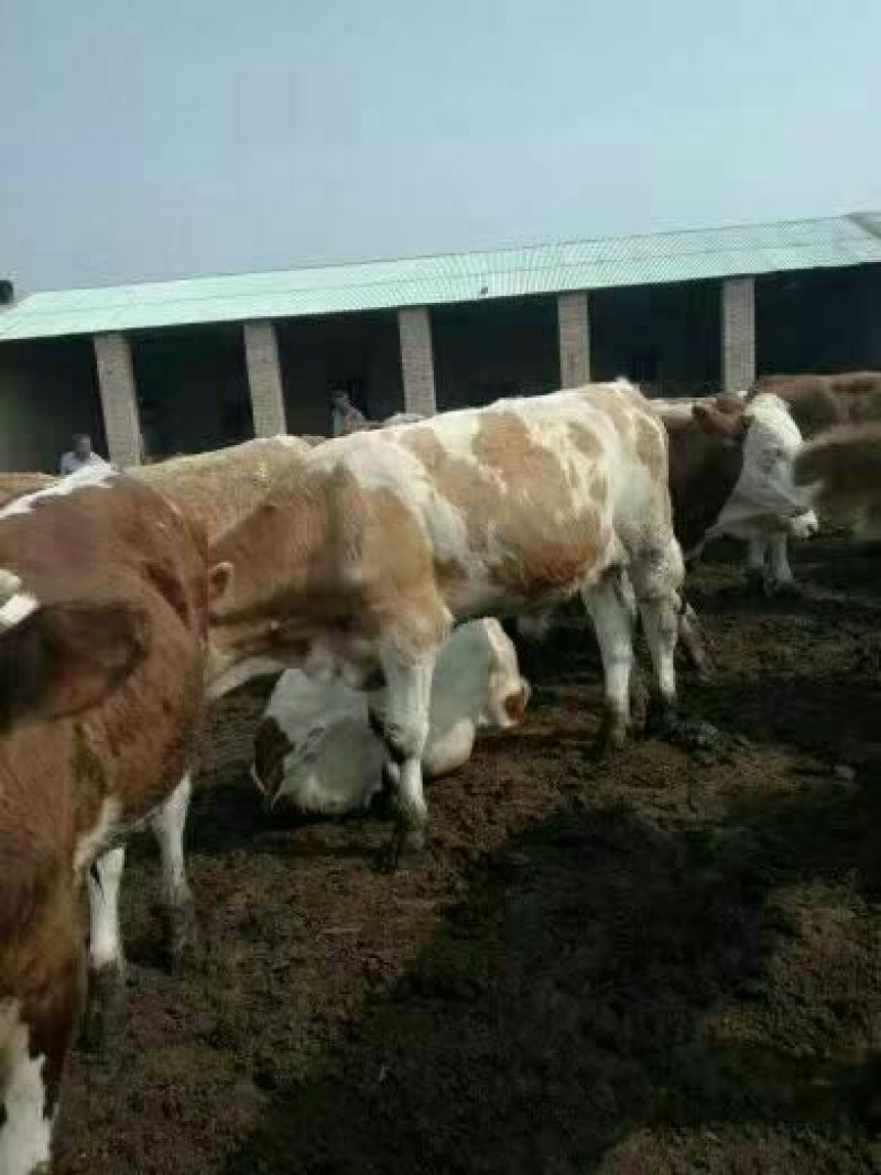 肉牛二百斤【货真价实，诚信经营】