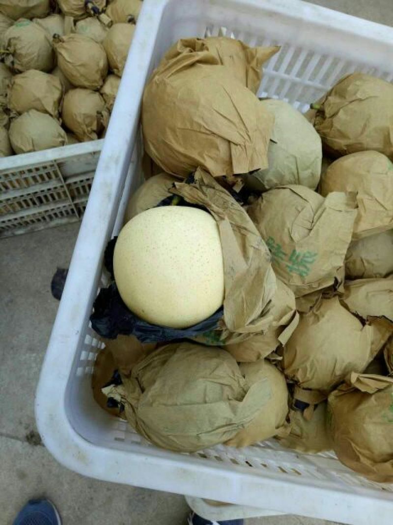 安徽砀山青皇冠梨白皮翠玉梨纸袋装个头均匀货源充足