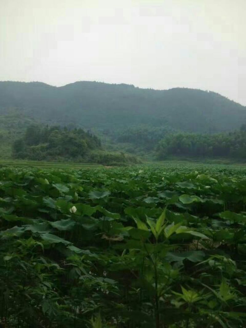莲藕种苗
