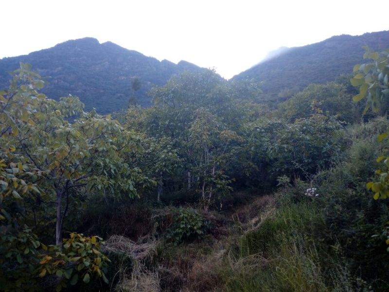青皮核桃青皮