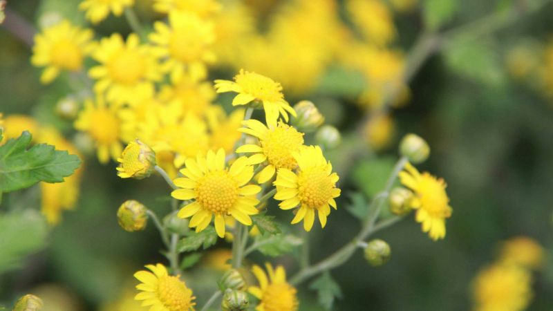 野菊花颗粒