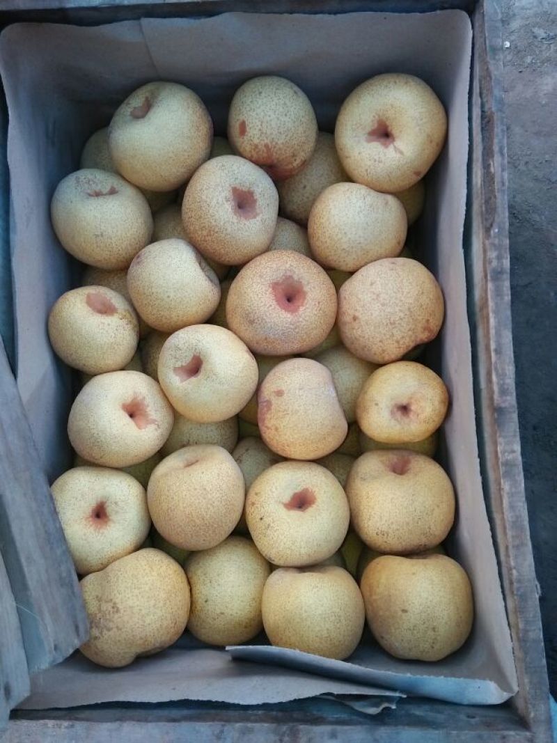 砀山梨300~350g纸箱