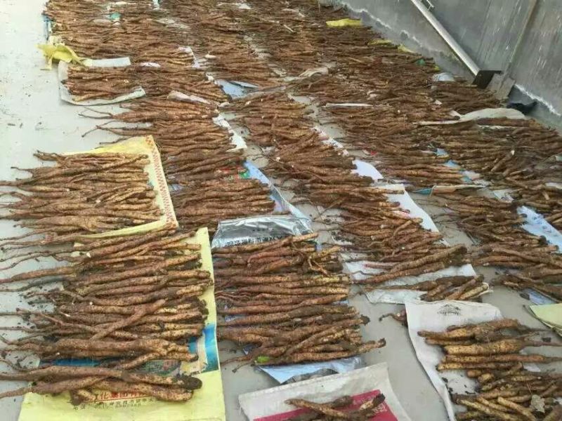 垆土山药2~3厘米特级40~50厘米