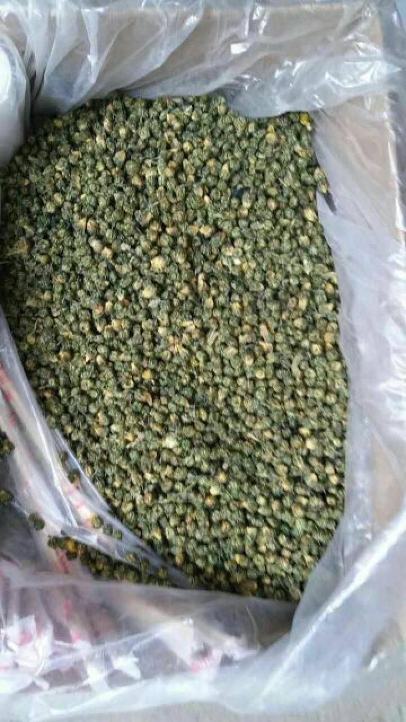 杭州白菊散装