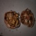 核桃去皮干