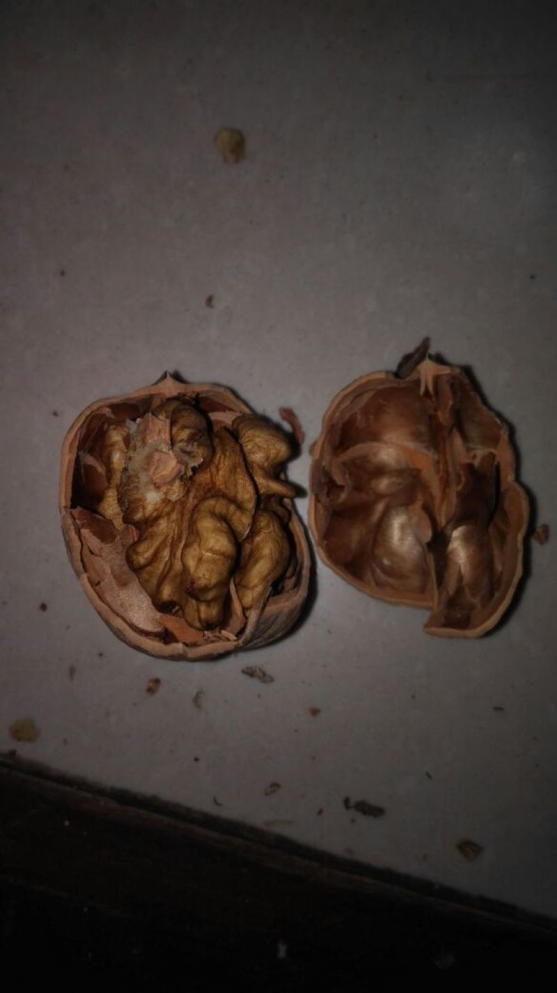 核桃去皮干