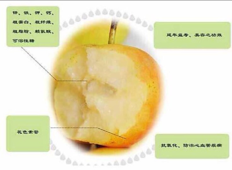 京白梨