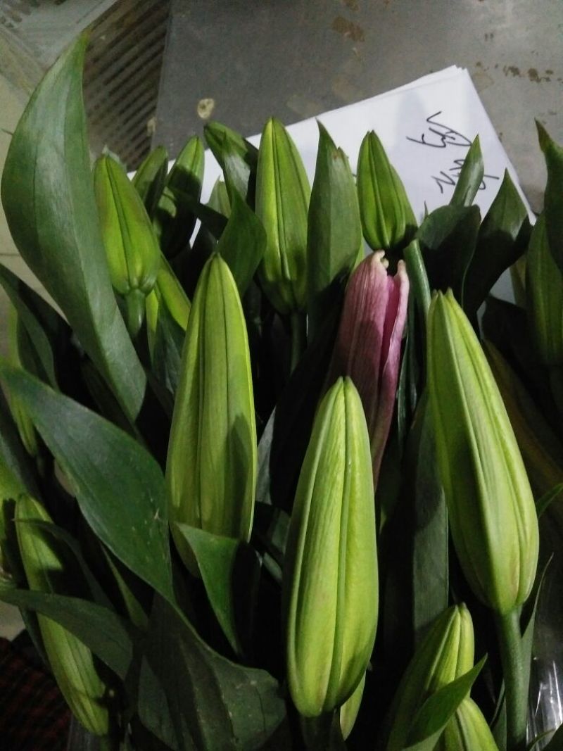 百合鲜切花4以上