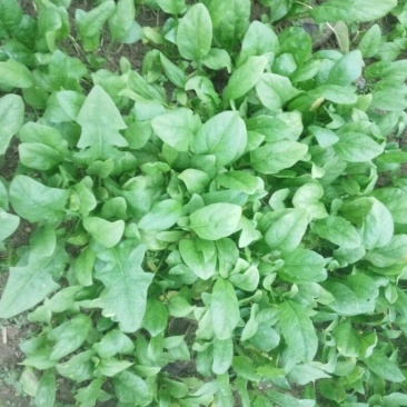 大叶菠菜20~25厘米