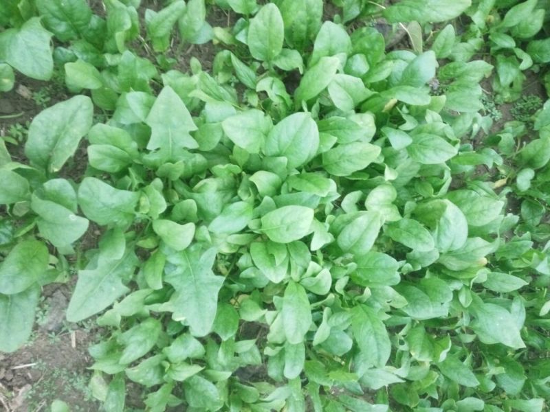 大叶菠菜20~25厘米