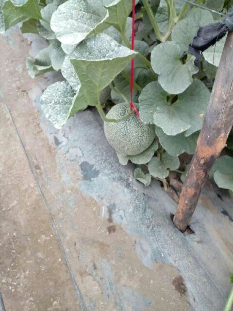 网纹瓜3斤以上椭圆形