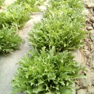 苦菊8~10cm