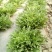 苦菊8~10cm