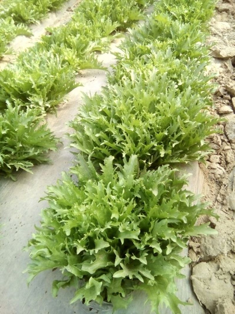 苦菊8~10cm