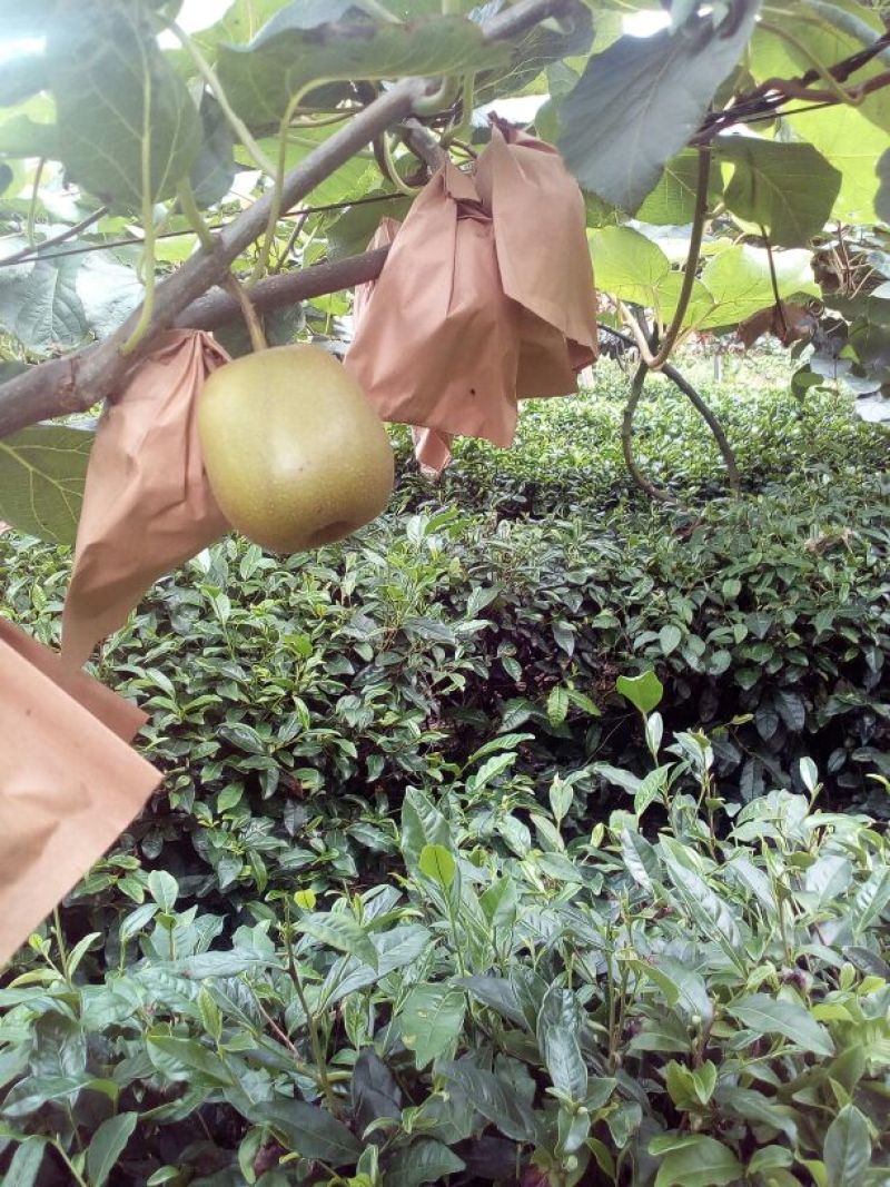 本山茶特级
