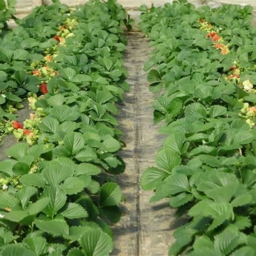 红颜草莓苗10cm以下脱毒草莓苗批发四季蒙纳瑞草莓