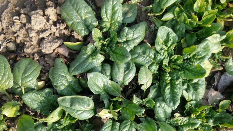黑叶菠菜10~15厘米