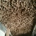泡核桃30mm以上去皮