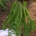 荠菜