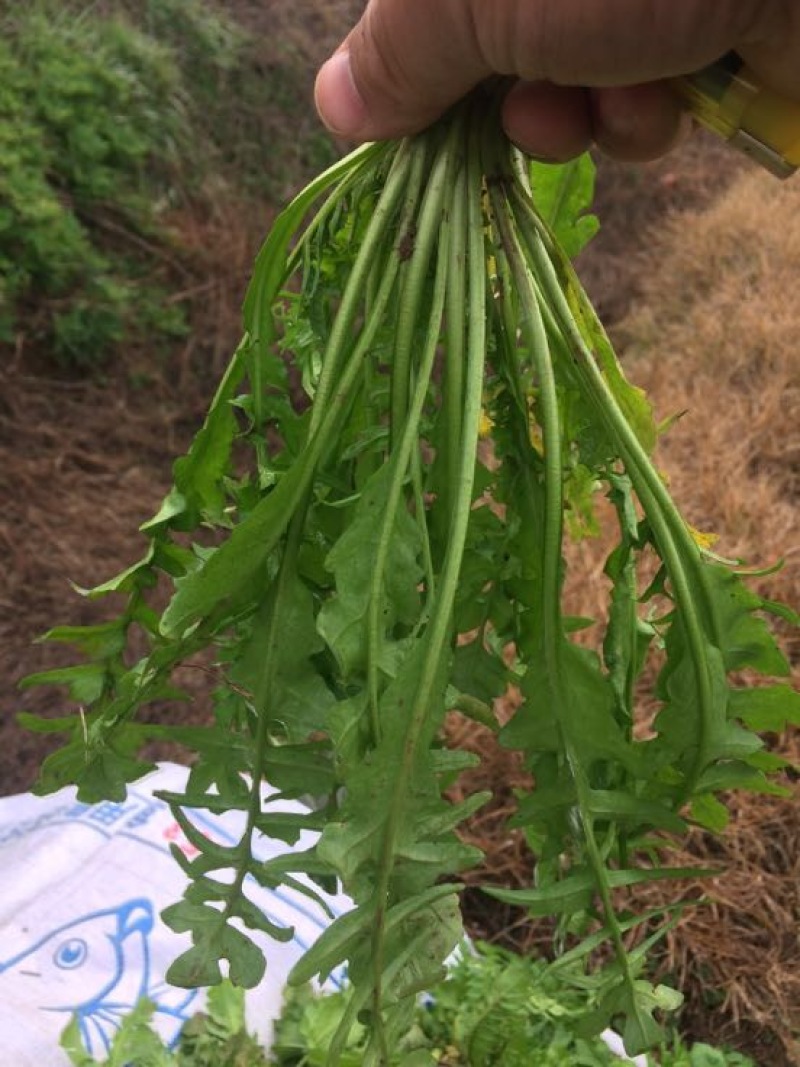 荠菜