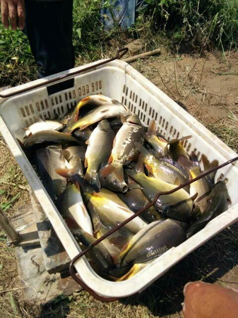 池鲤鱼食用1~2公斤