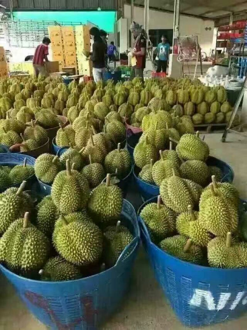 泰国榴莲5~8斤