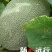 网纹瓜