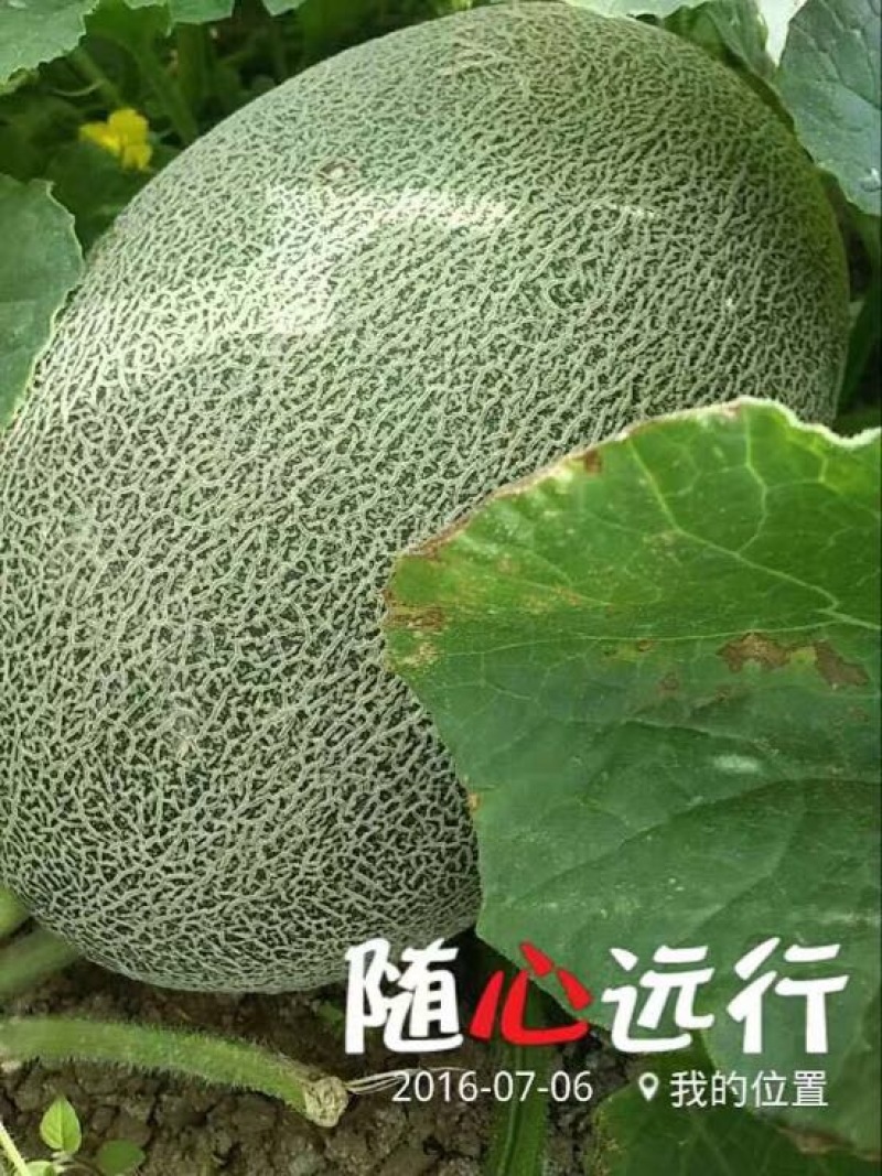 网纹瓜
