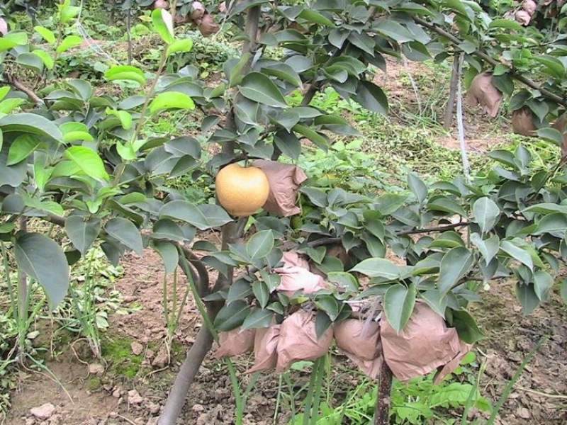 晚秋黄梨