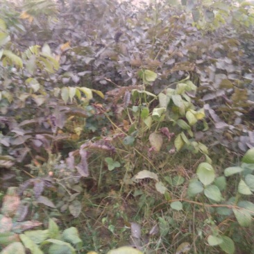 核桃苗100~150cm二年苗