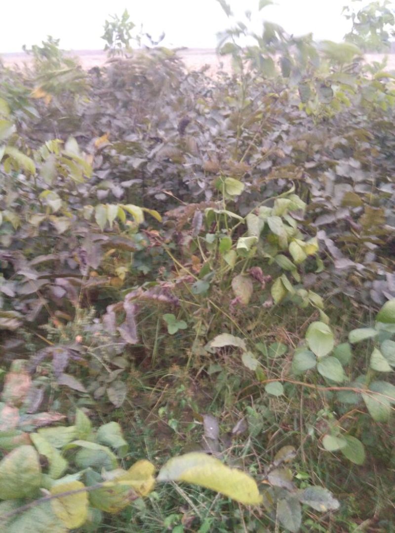 核桃苗100~150cm二年苗