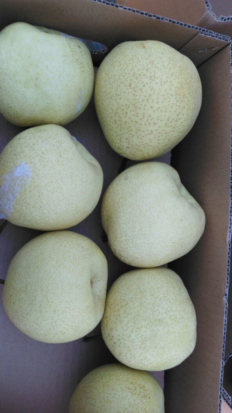 蒲城酥梨250~300g纸箱