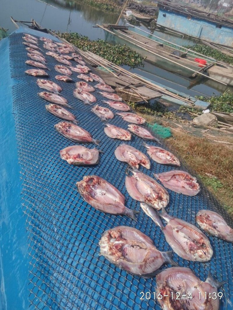 鲫鱼食用